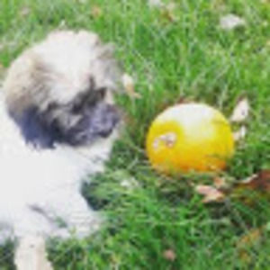 Meet your Posher, Grace